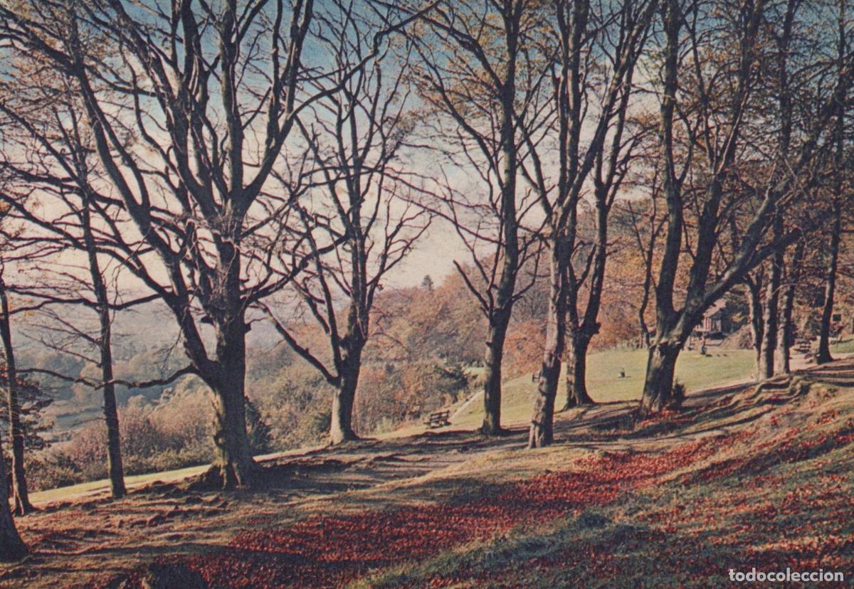 Postcards: United Kingdom Reigate Hill Surrey With Bare Trees and Fallen Leaves in *YAR828