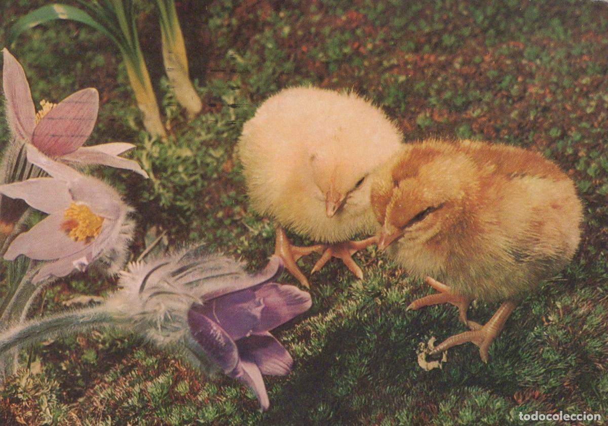 Postcards: Czech Republic Prague Two Fluffy Chicks and Pasque Flowers On Mossy *YAR850
