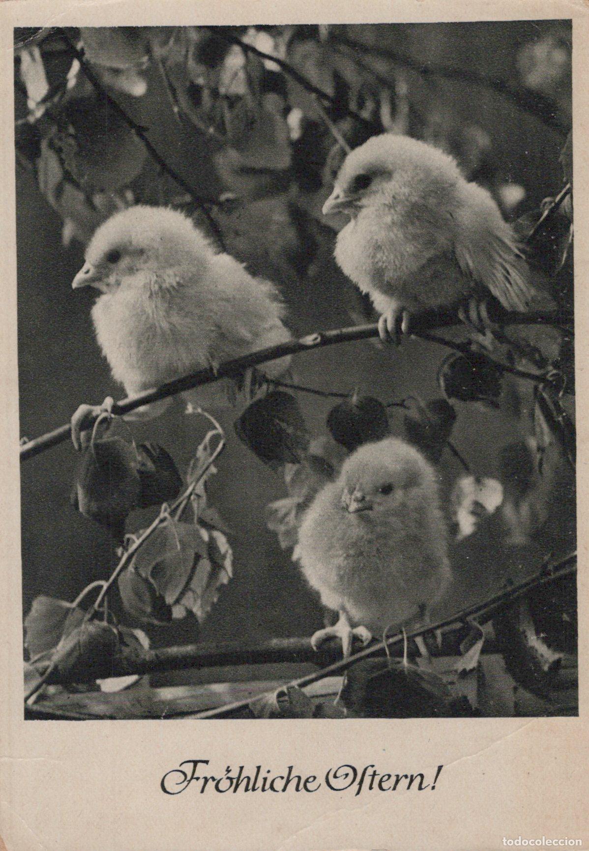 Postales: Germany Easter Chicks On Branch Fr&ouml;hliche Ostern Vintage *YAS380