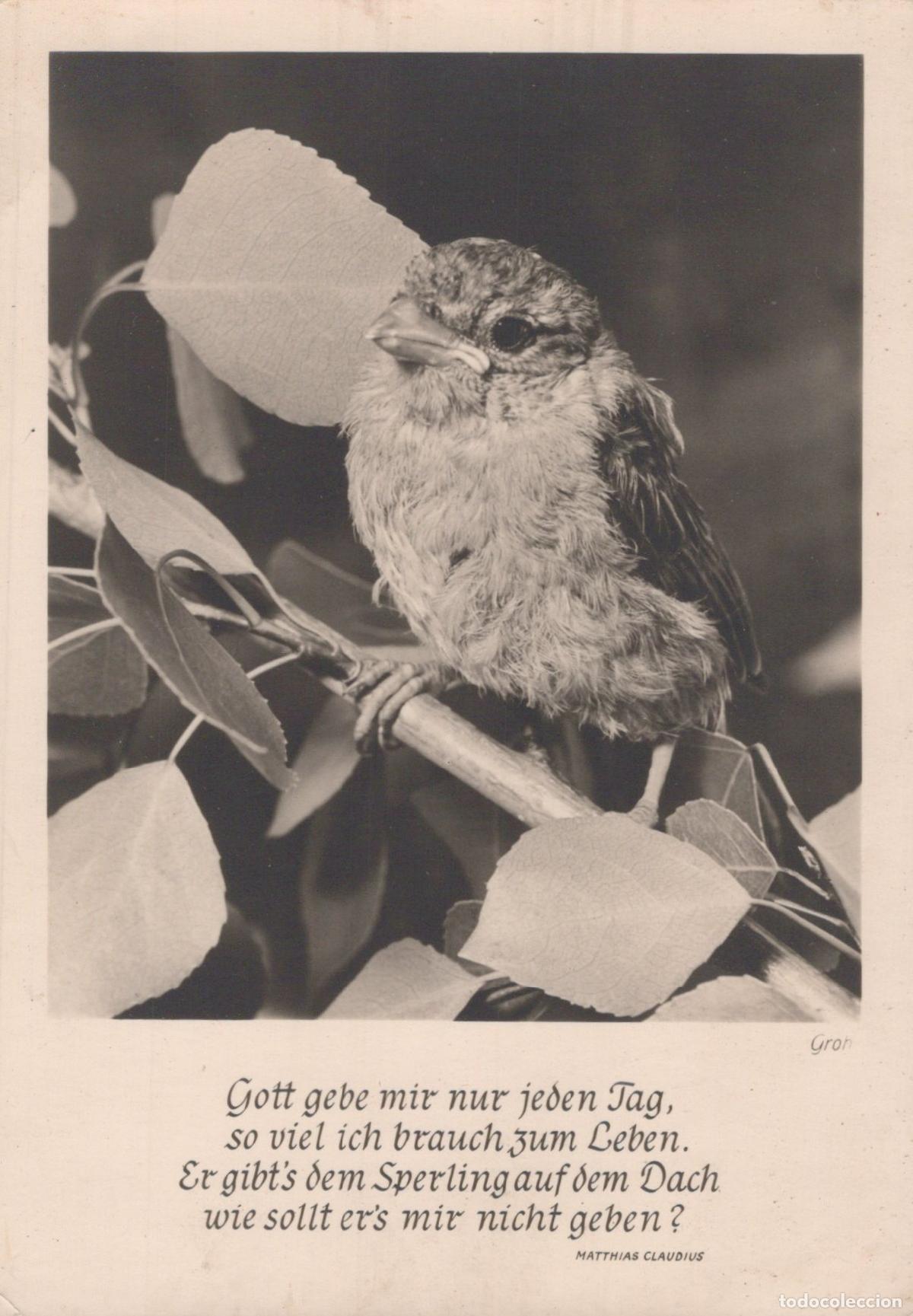 Postales: Germany Munich Sparrow Bird On Branch With Quote By Matthias Claudius *YAS372