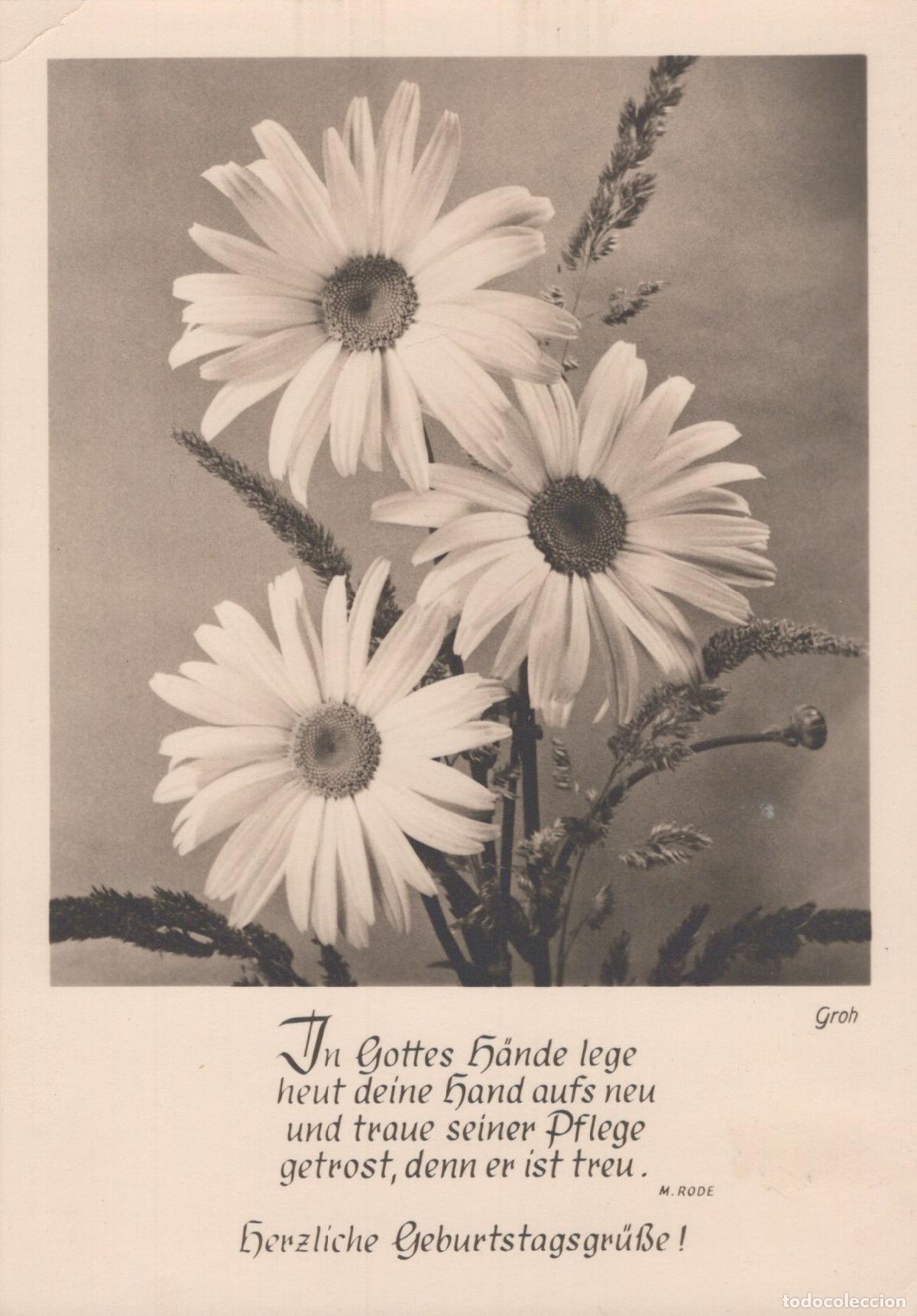 Postkarten: Germany Munich Flowers Daisies Birthday Greetings Religious Quote Groh M *YAS387