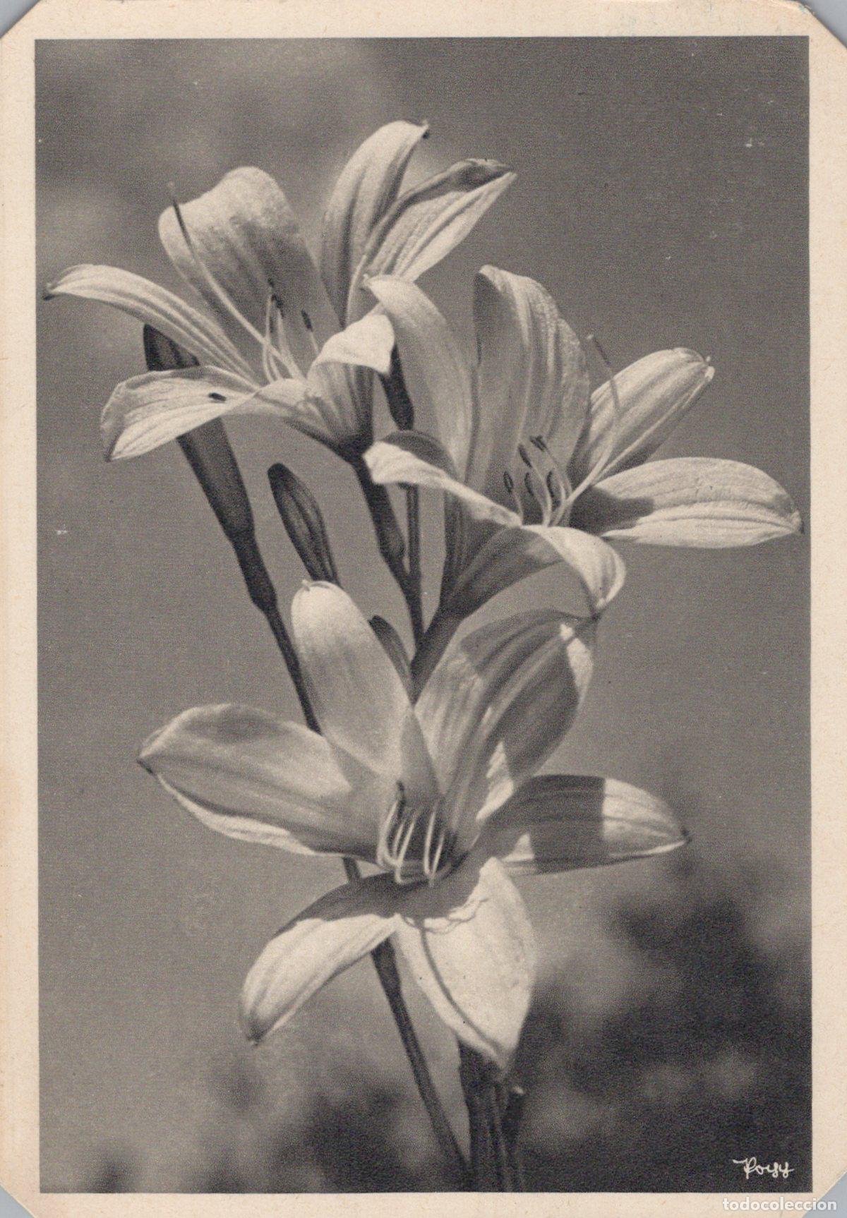Cartoline: Germany Heidelberg Black White Daylily Flowers Botanical Art *YAS405