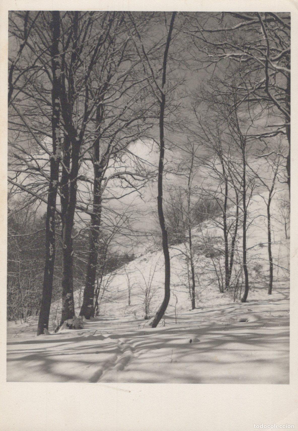 Postkarten: Germany N&ouml;rten Hardenberg Winter Forest Scene Snow Covered Unposted *YAS338
