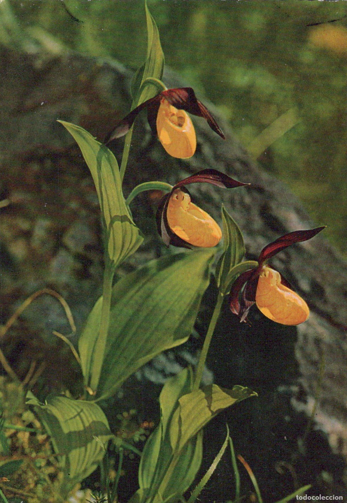 Postkarten: Austria Innsbruck Lady S Slipper Orchid Flowers Unposted *YAS452