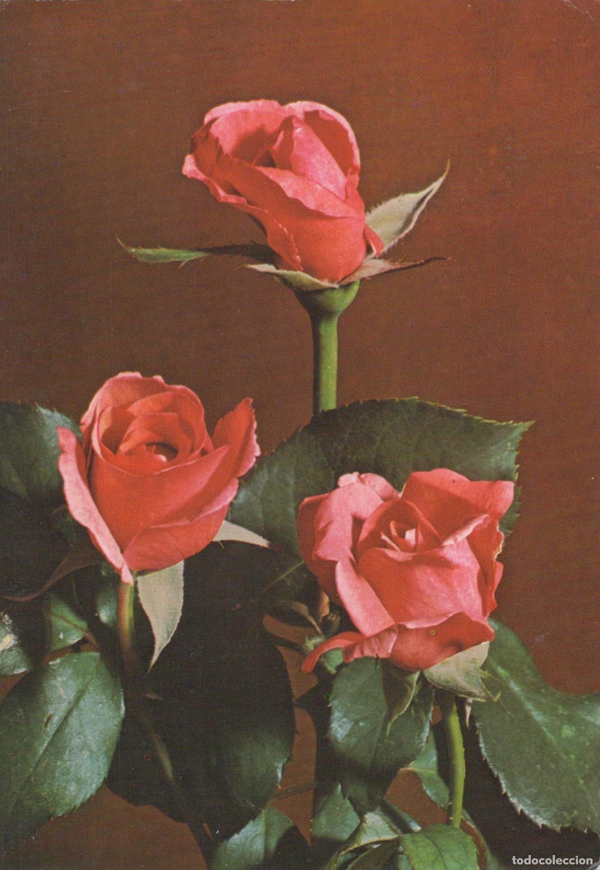 Postkarten: Germany Reichenbach IM Vogtland Three Red Roses Floral Still Unposted *YAS457