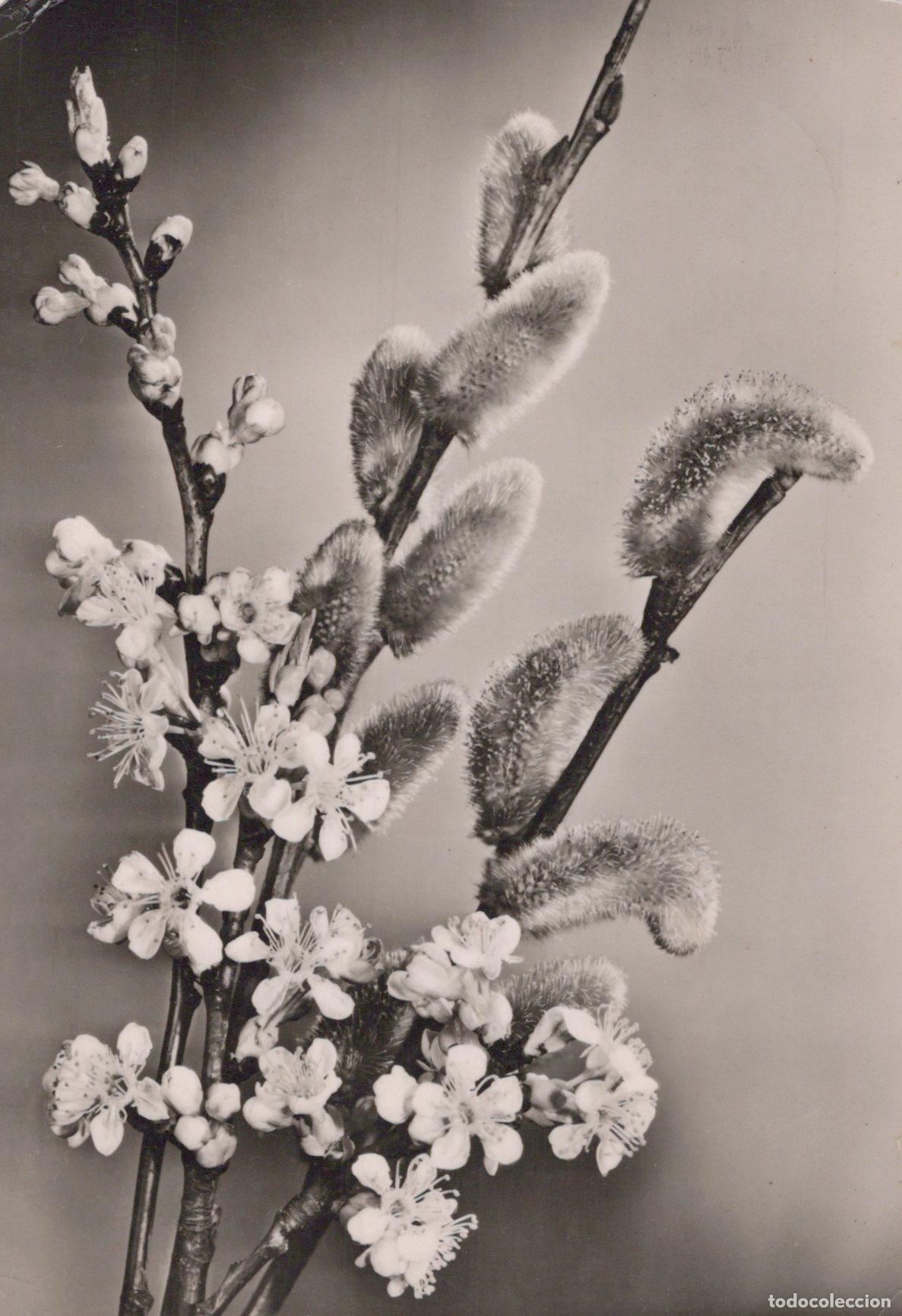 Cartes Postales: Germany Reichenbach IM Vogtland Reichenbach Willow Catkins and Cherry *YAS368