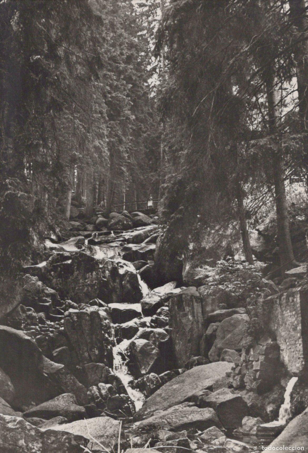 Postais: Germany Wernigerode Steineine Renne Forest Stream Real Photo Unposted *YAS383