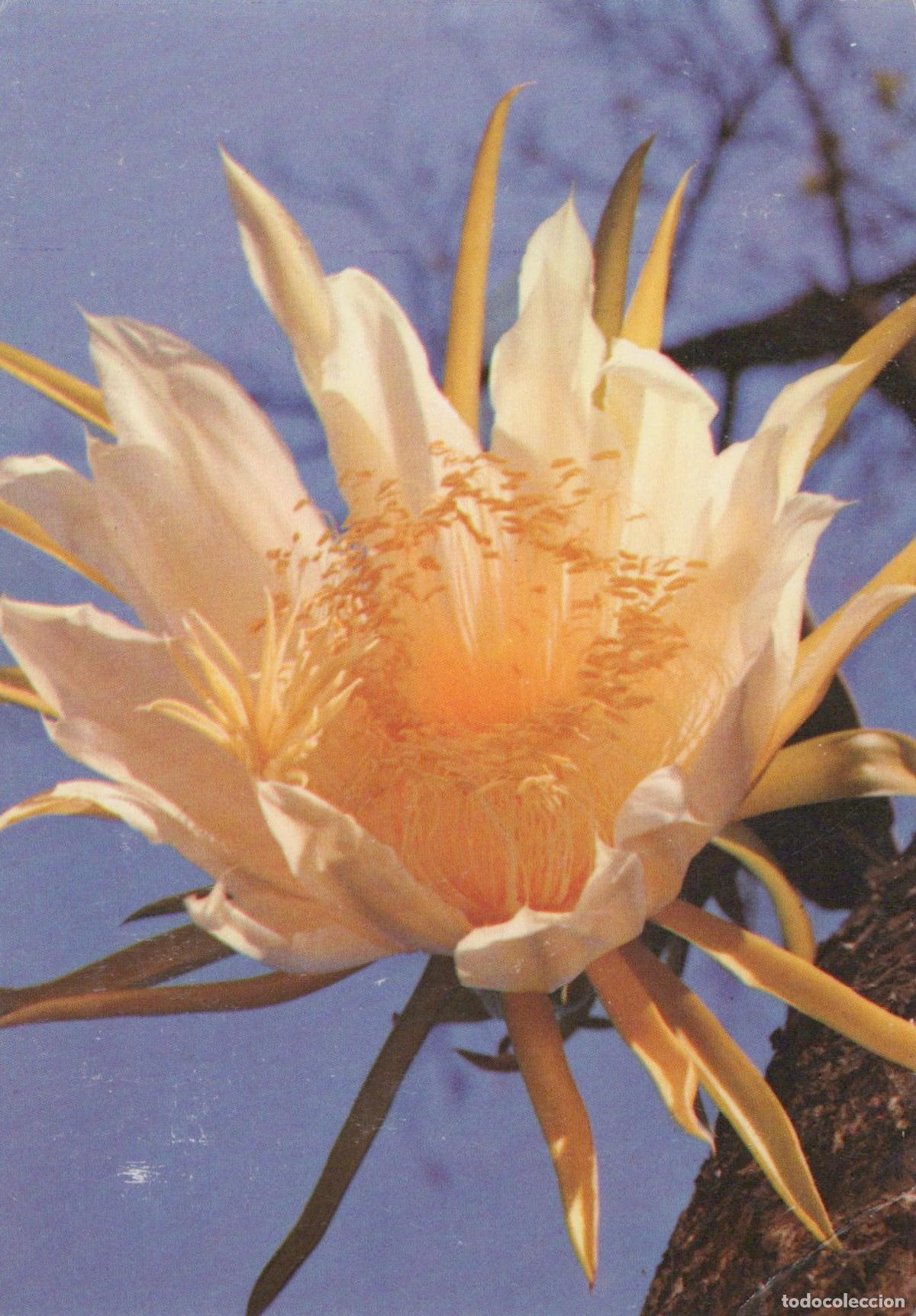 Postales: Blattkaktus Hylocereus Undatus Cactus Flower Botanical Unposted *YAS505