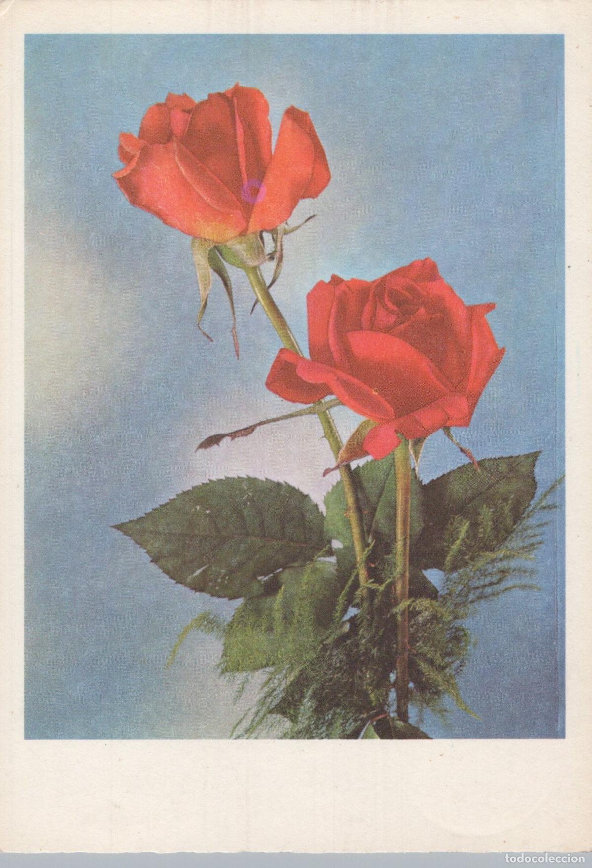 Postales: Two Red Roses Floral Still Life *YAS502