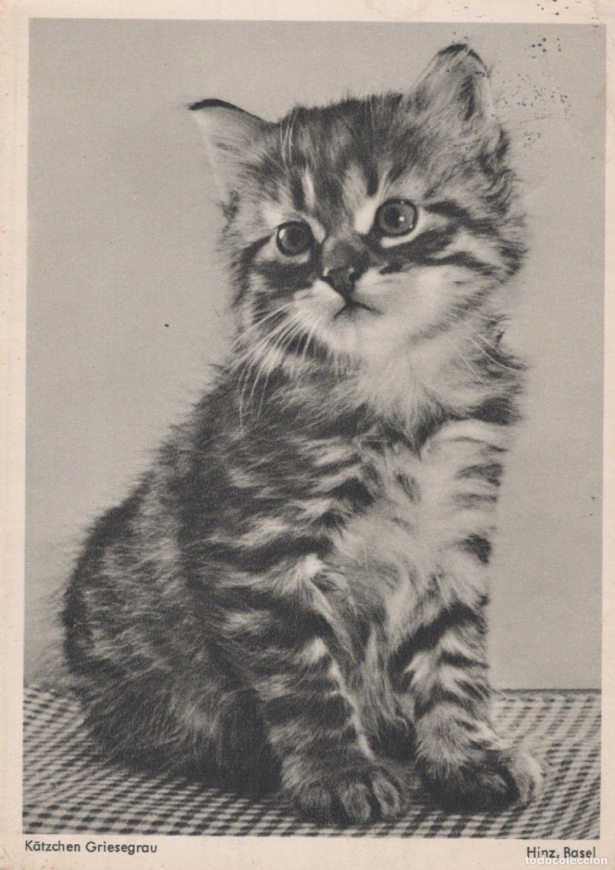 Postales: Switzerland Basel Cute Tabby Kitten Griesegrau Sitting Portrait Hinz *YAS403