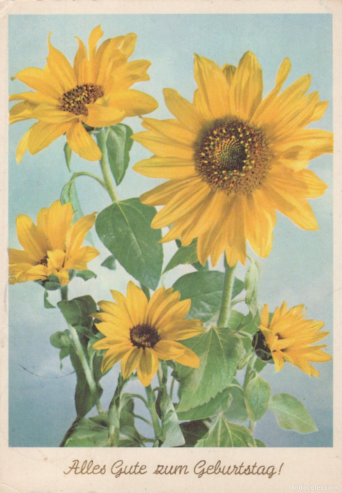 Postcards: Germany Lorsch Sunflowers Alles Gute zum Geburtstag Birthday Greeting *YAS517