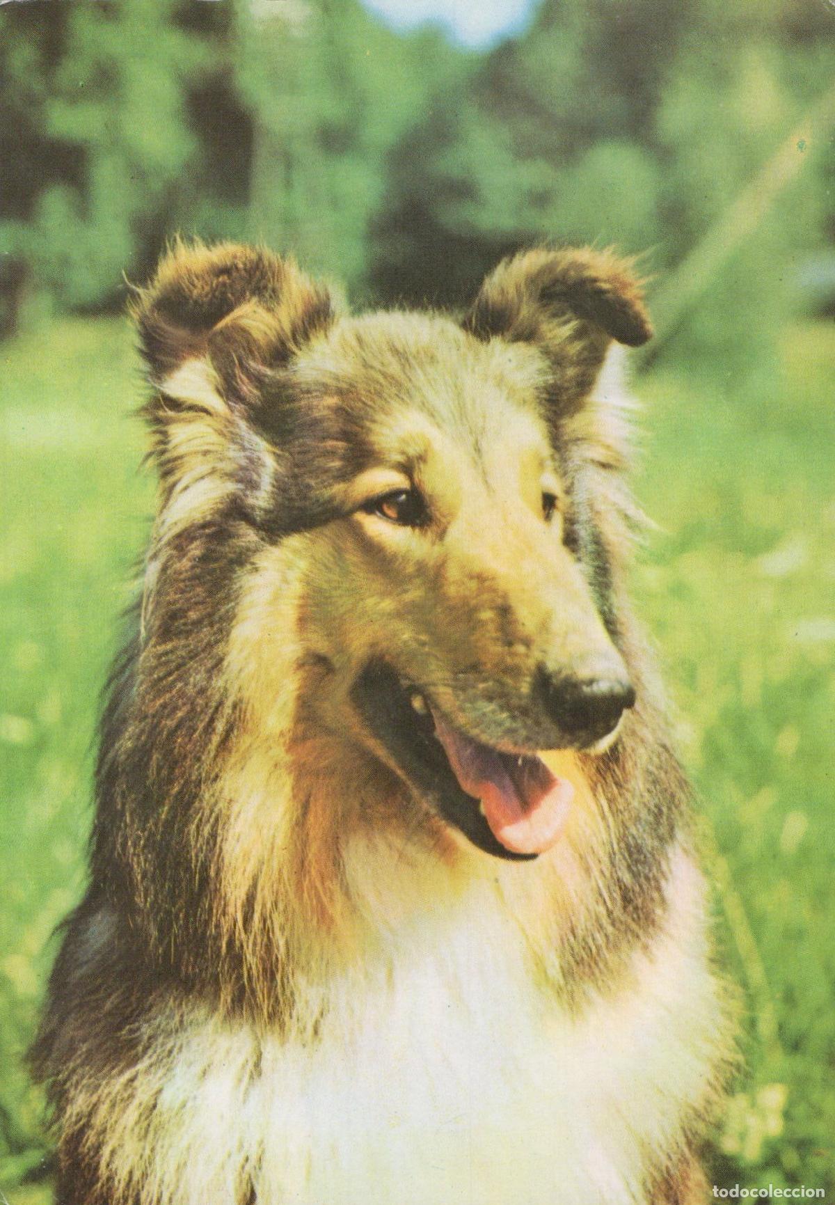 Postcards: Germany Berlin Collie Dog Portrait Green Field Background Unposted *YAS532