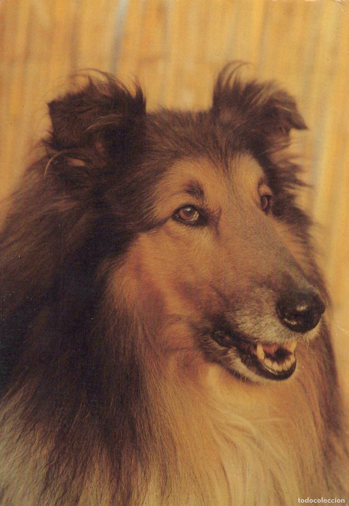 Postcards: Germany Berlin Collie Dog Portrait Animal Pet Planet Unposted *YAS542