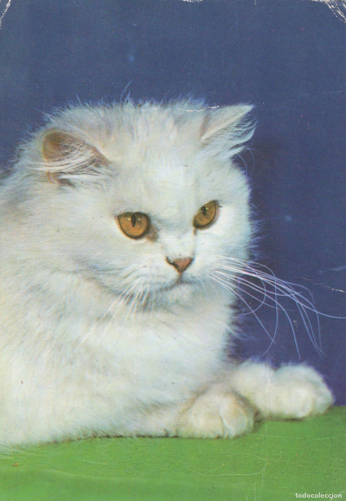Cartoline: Germany Berlin White Persian Cat With Golden Eyes Studio Portrait *YAS560
