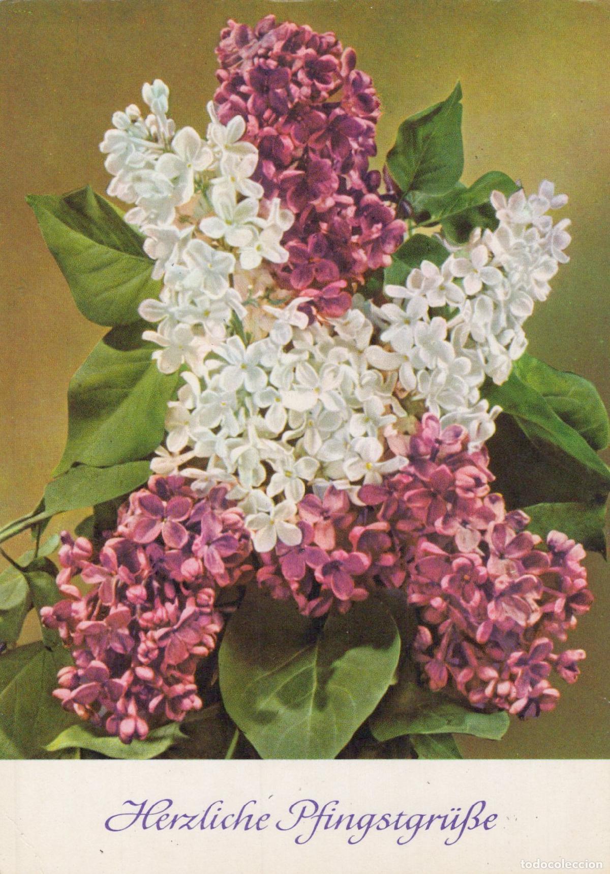 Cartes Postales: Lilac Flowers White Purple Blossoms Pentecost Greetings *YAS458