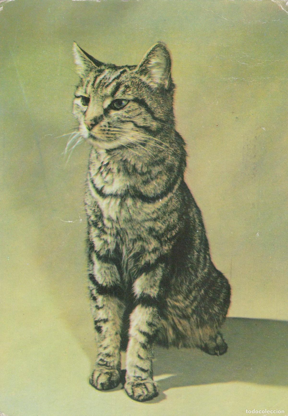 Cartes Postales: Germany Zschernitz Tabby Cat Sitting Portrait Domestic Feline Animal Pet *YAS557