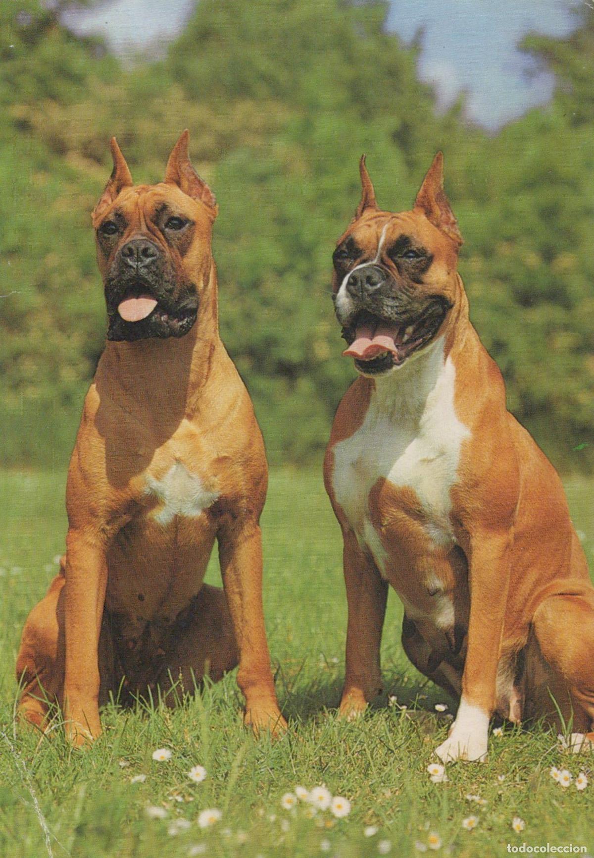 Postcards: Germany Berlin Two Boxer Dogs Sitting in Grass Outdoor Pet Unposted *YAS580