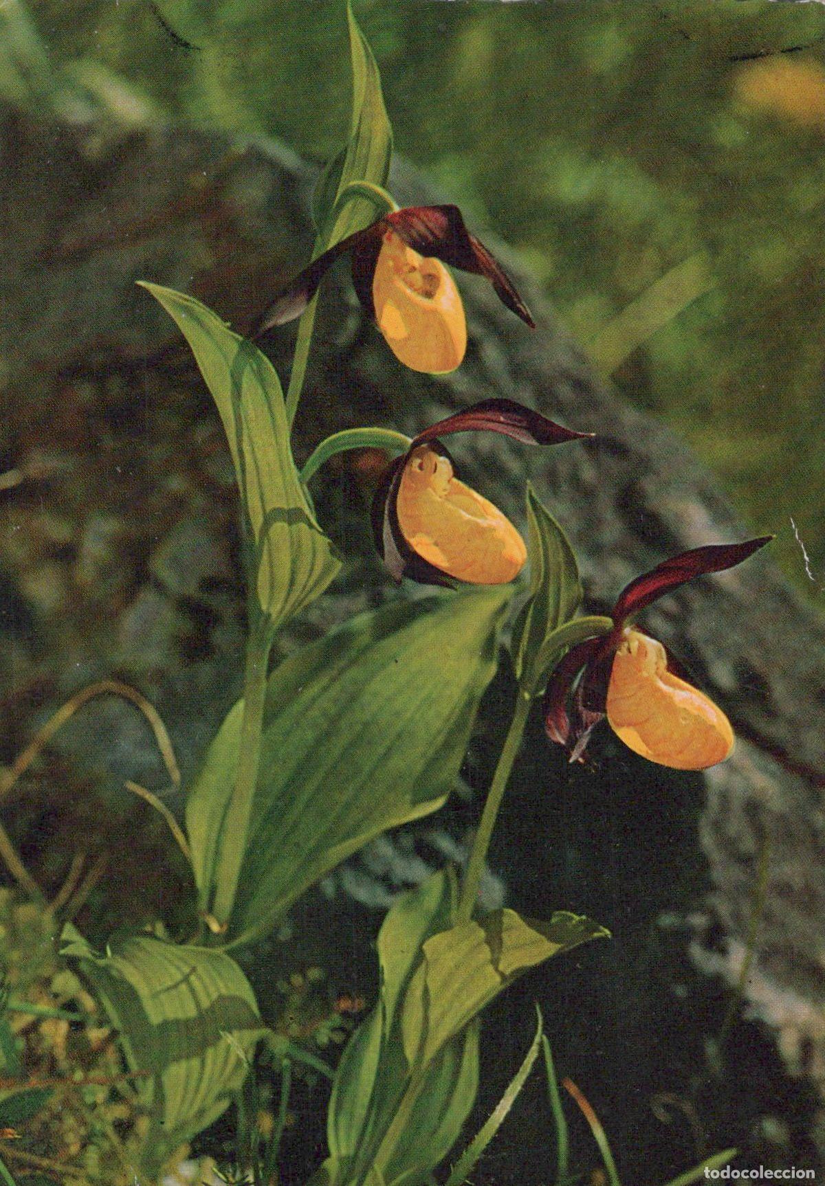 Cartoline: Austria Innsbruck Lady S Slipper Orchid Alpine Flowers Bloom Unposted *YAS587