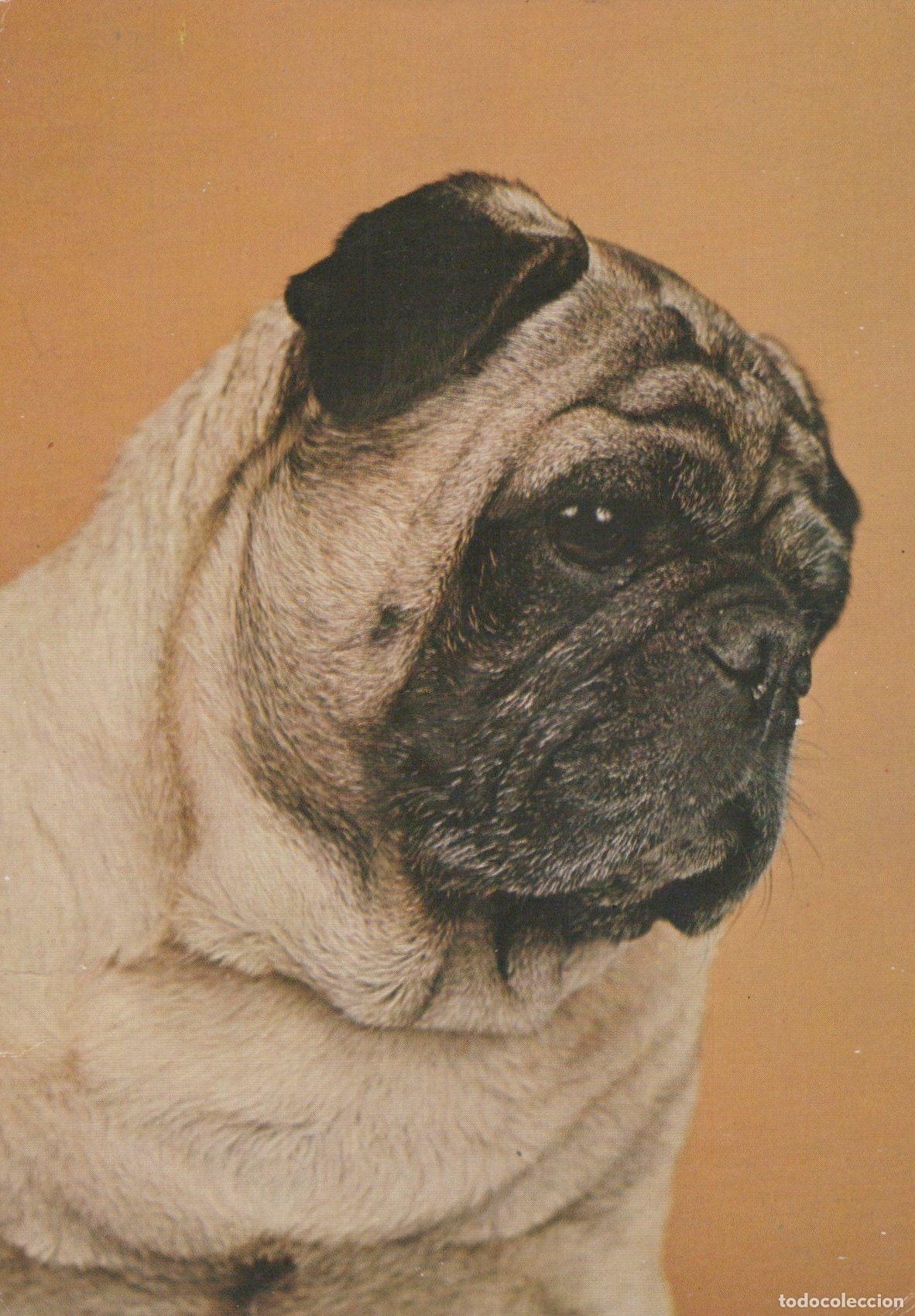 Cartoline: Yugoslavia Pug Dog Portrait Animal Pet Cute Puppy Vintage Unposted *YAS605