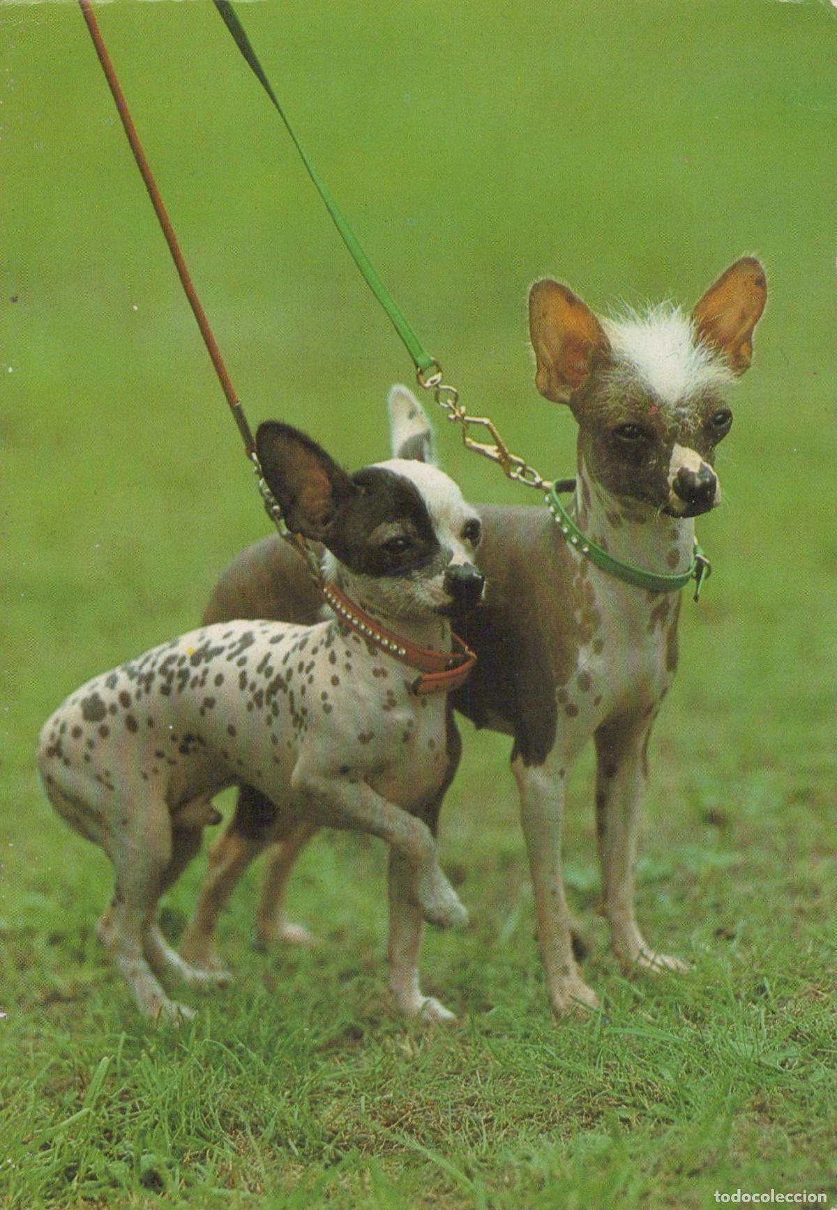 Postales: Germany Berlin Two Chinese Crested Dogs On Leashes in A Grassy Unposted *YAS592