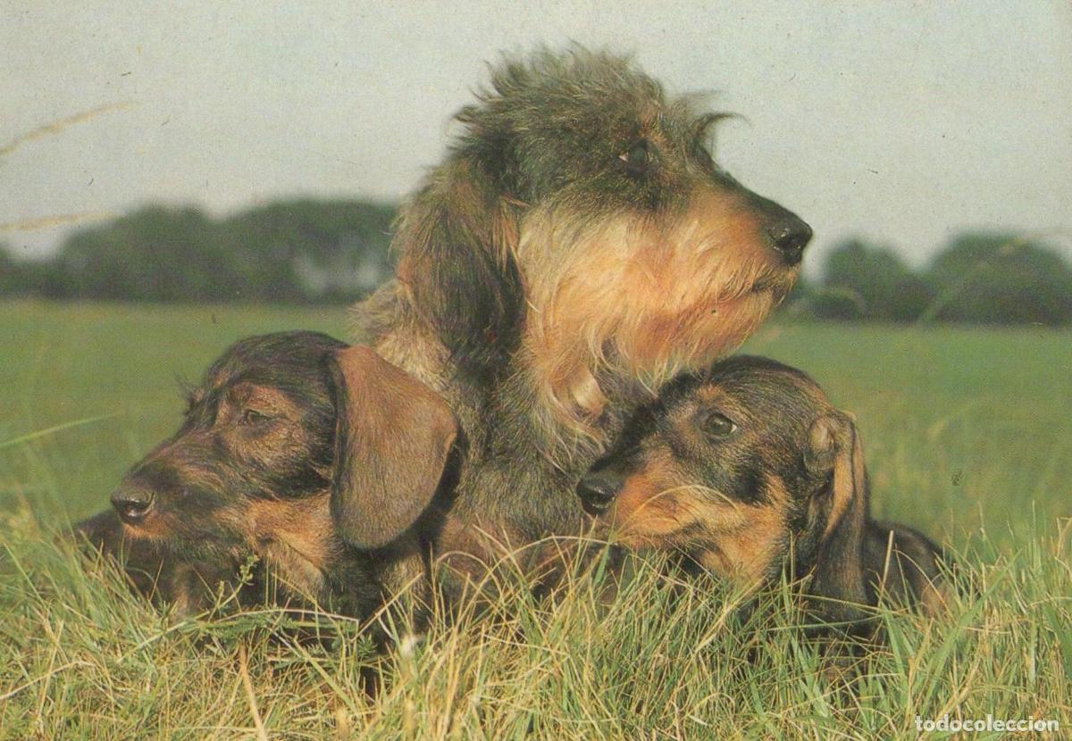 Cartoline: Germany Dachshunds Wirehaired Dogs in Grass Cute Animals Unposted *YAS611