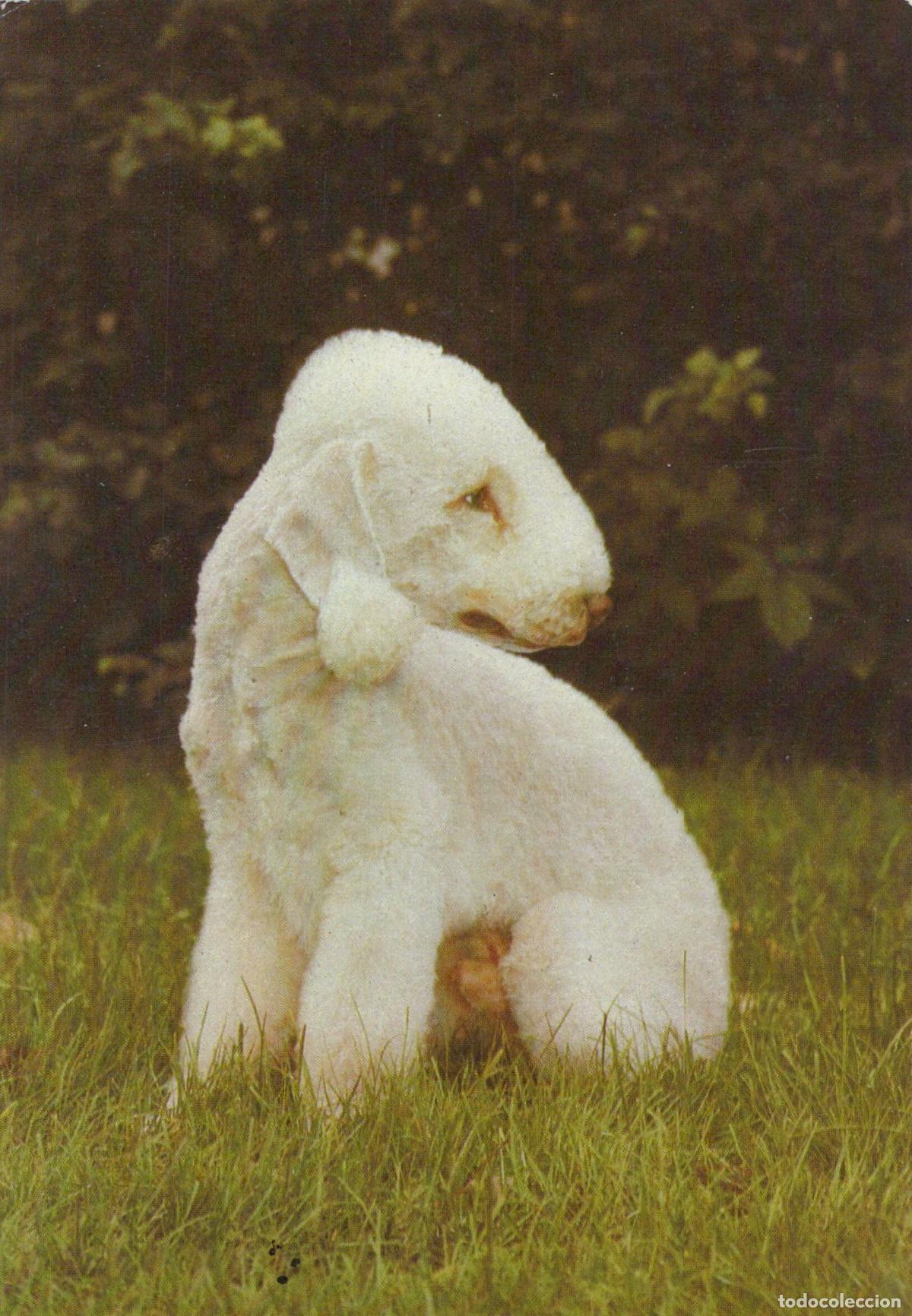 Cartoline: Germany Bedlington Terrier Dog Sitting in Grass Unposted *YAS613