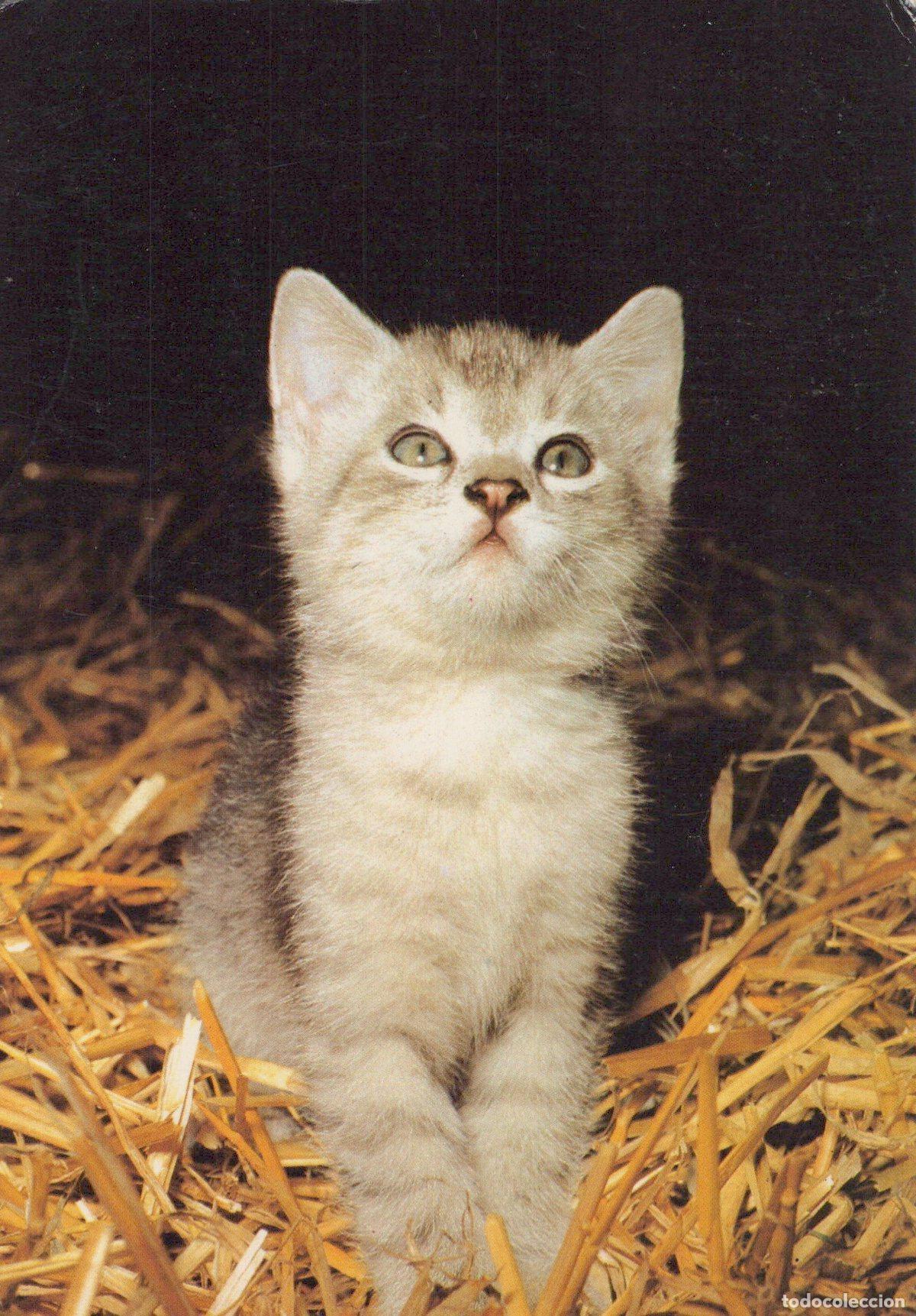 Cartoline: Germany Berlin Cute Grey Tabby Kitten Sitting in Hay Looking Unposted *YAS646