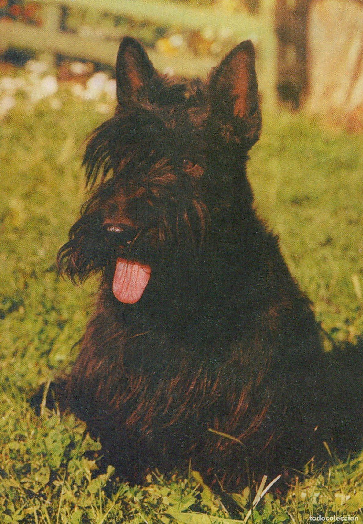 Cartoline: Germany Berlin Scottish Terrier Dog Portrait Planet Unposted *YAS543