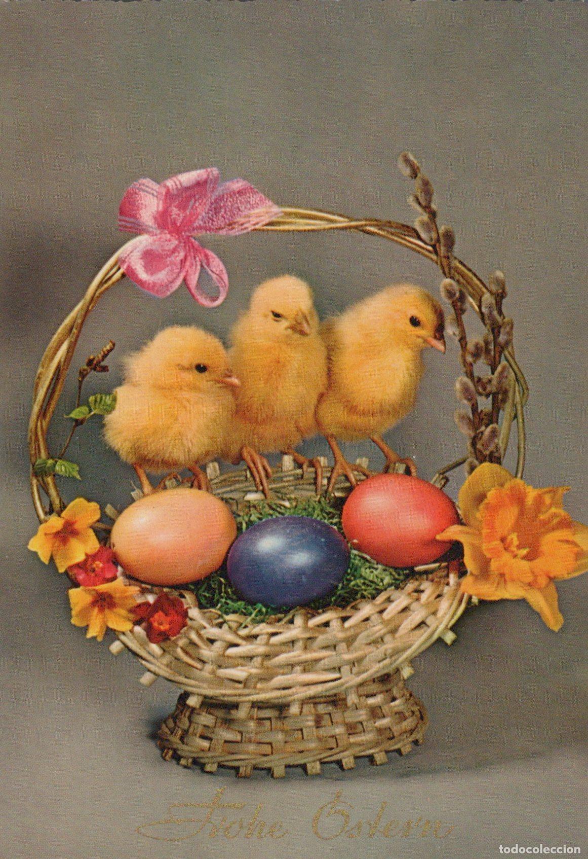Cartoline: Germany Easter Chicks in Basket With Eggs and Pussy Willows Frohe Ostern *YAS643