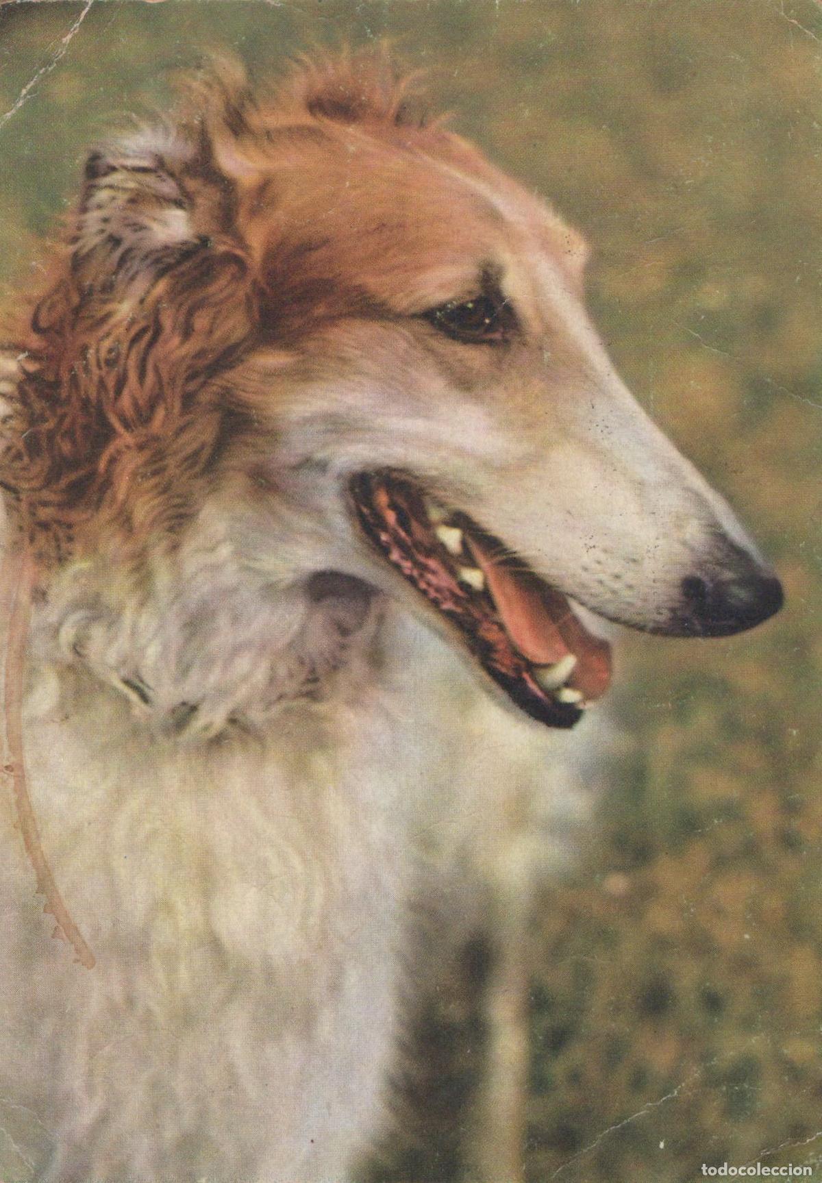 Cartoline: Germany Berlin Borzoi Russian Wolfhound Dog Portrait Vintage Animal *YAS648
