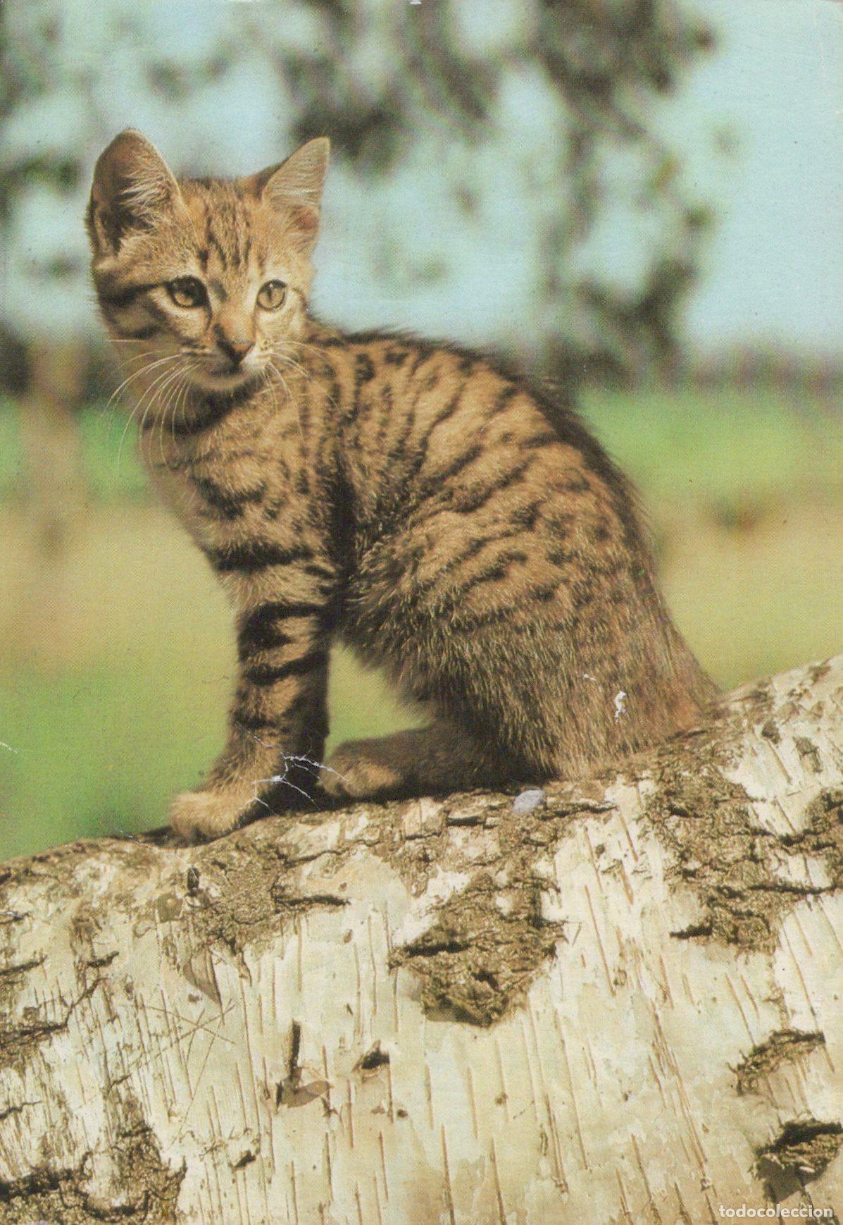 Cartoline: Germany Cute Tabby Kitten Sitting On Birch Log *YAS558