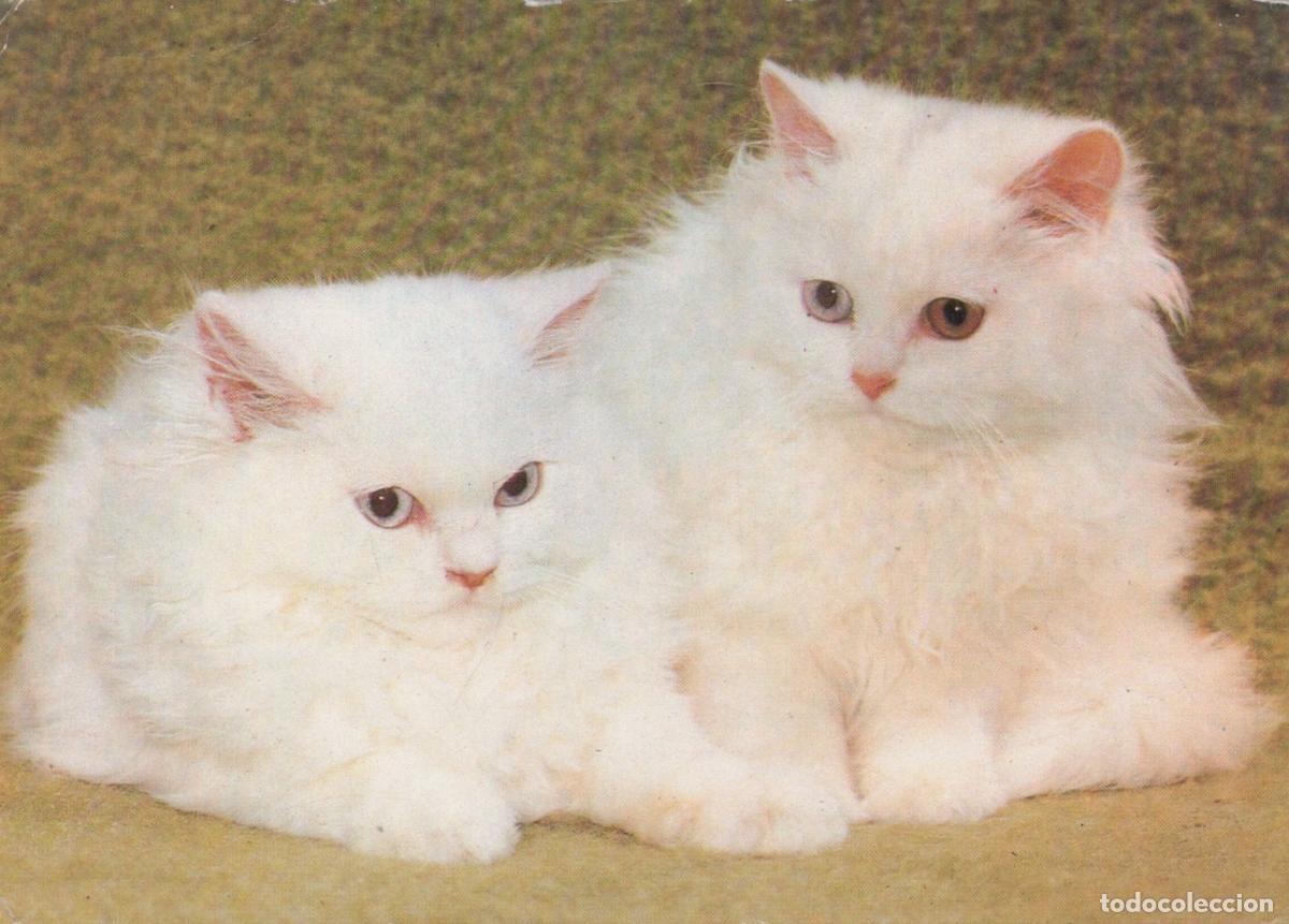 Cartoline: Germany Berlin Two White Persian Cats Blue Brown Eyes Cute Unposted *YAS673