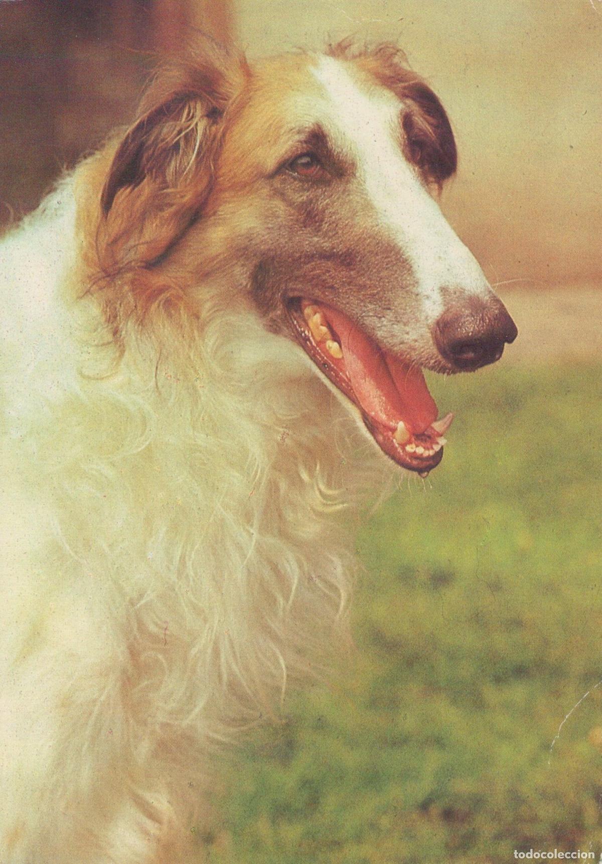 Postais: Germany Berlin Borzoi Russian Wolfhound Dog Portrait Planet Unposted *YAS603