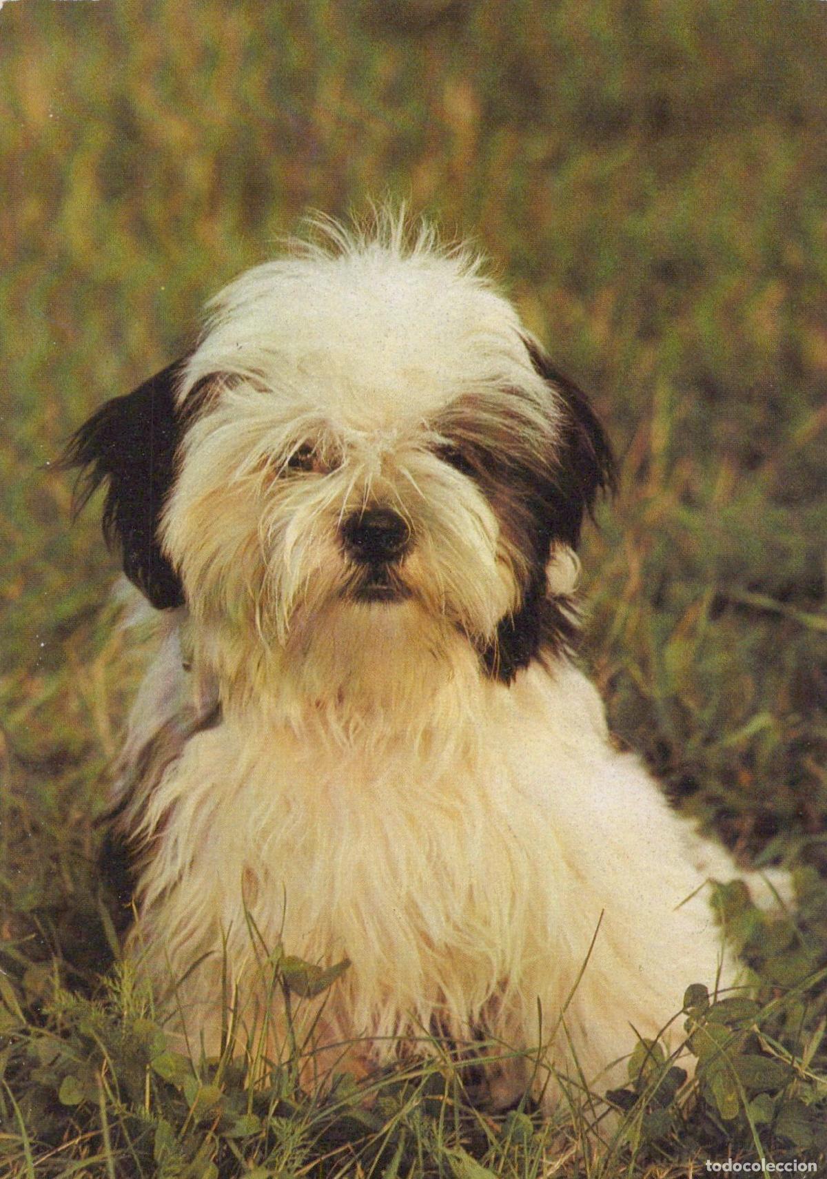 Postcards: Germany Berlin Shih Tzu Puppy Dog Sitting in Grass Animal Pet Unposted *YAS609