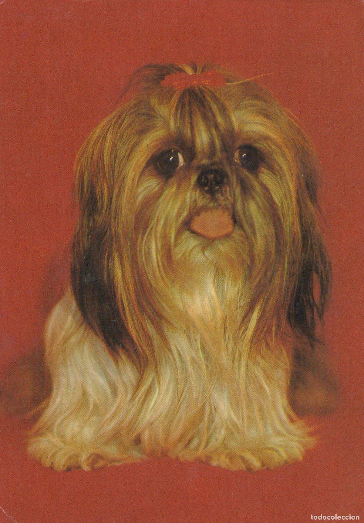 Cartes Postales: Germany Berlin Cute Shih Tzu Dog With Red Bow Portrait Planet Unposted *YAS614