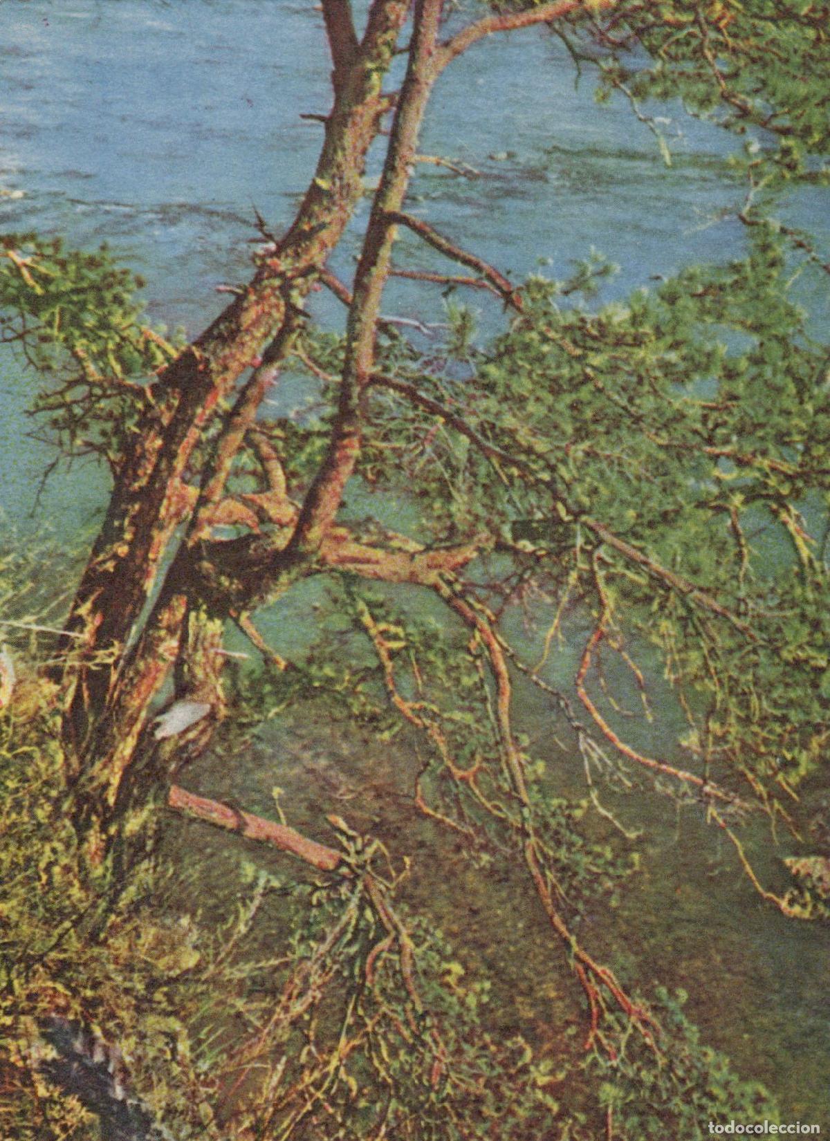 Postcards: Latvia Riga Daugava River Pine Tree Bank Landscape Vintage Unposted *YAS639