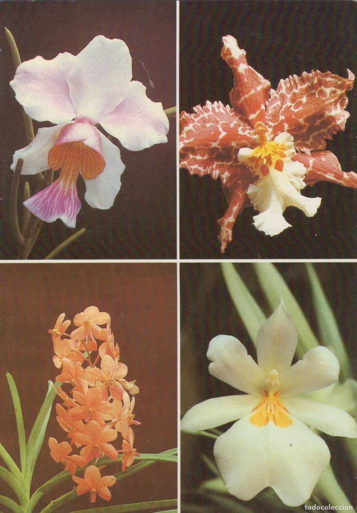 Postais: Germany Jena Botanical Garden Orchids Vanda Teres Odontoglossum Unposted *YAS654