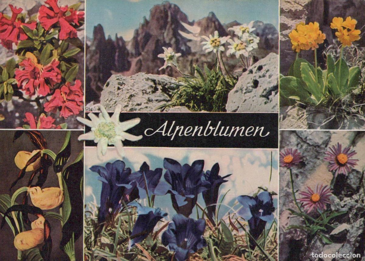 Postcards: Germany Garmisch Partenkirchen Alpine Flowers Edelweiss Gentian Unposted *YAS659