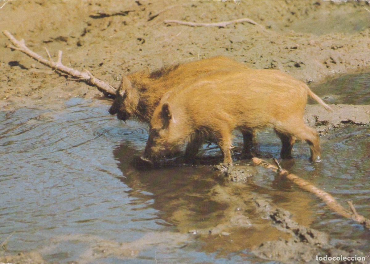 Postais: Germany Wild Boar Piglets Foraging in Muddy Water Nature Unposted *YAS674