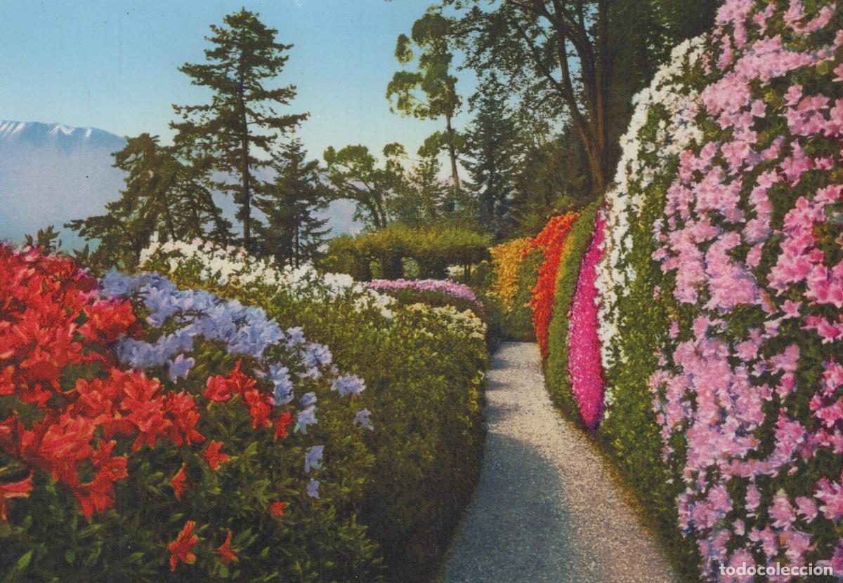 Cartes Postales: Italy Lake Como Villa Carlotta Azalea Alley Beautiful Garden Unposted *YAS684
