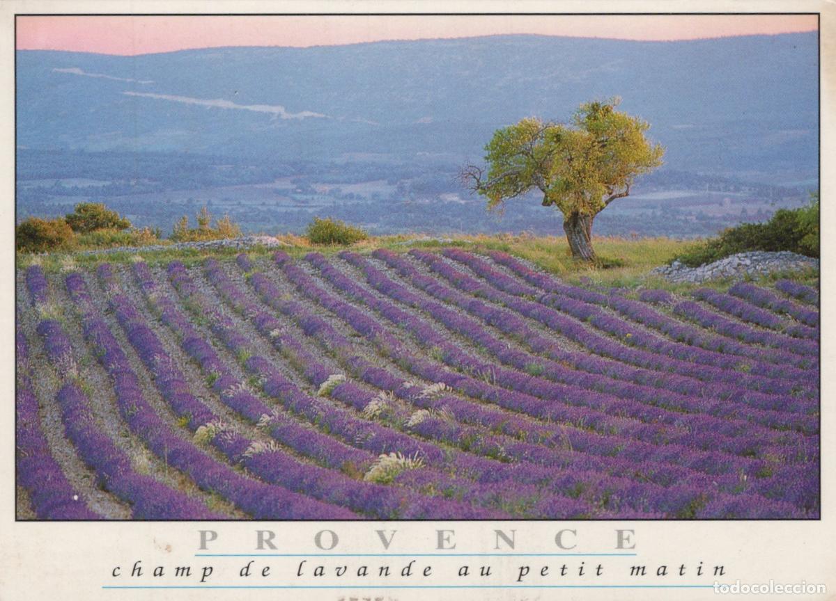 Cartoline: France Provence Lavender Field At Dawn Rural Landscape With Tree *YAS890