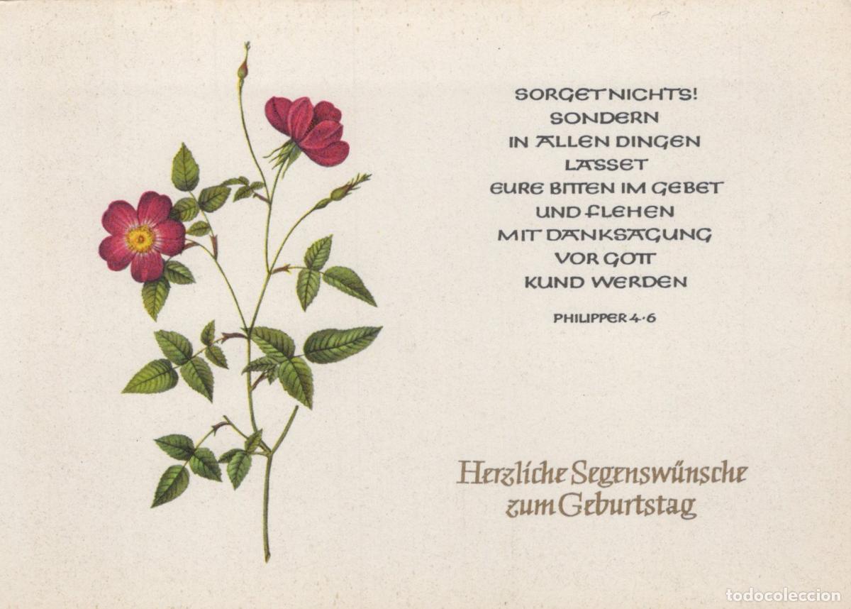 Cartes Postales: Germany Berlin Rosa Indica Stellata Redout&eacute; Botanical Rose Unposted *YAS963
