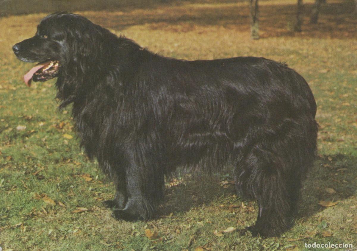 Postais: Germany Berlin Black Newfoundland Dog Standing On Grass Planet Unposted *YAS968