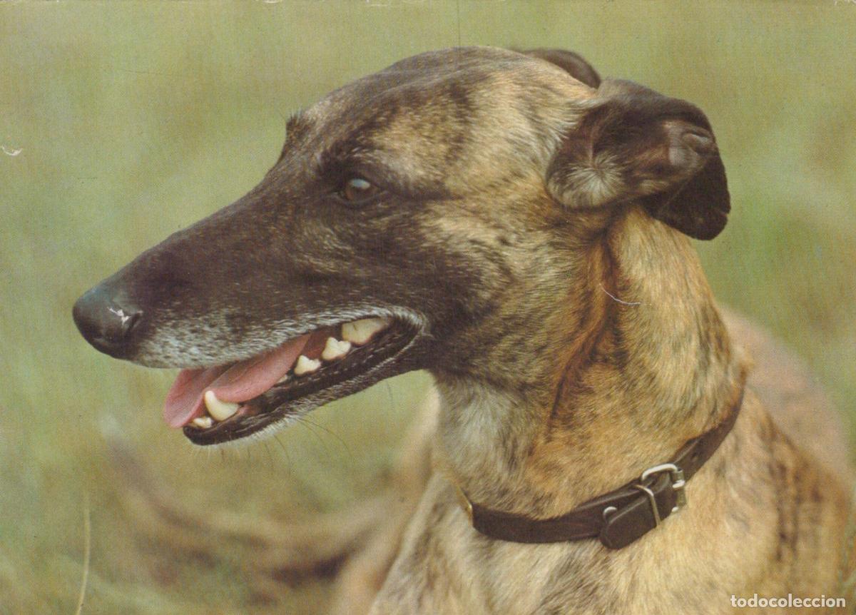 Postkarten: Germany Berlin Greyhound Dog Portrait Brindle Coat Collar Unposted *YAS973