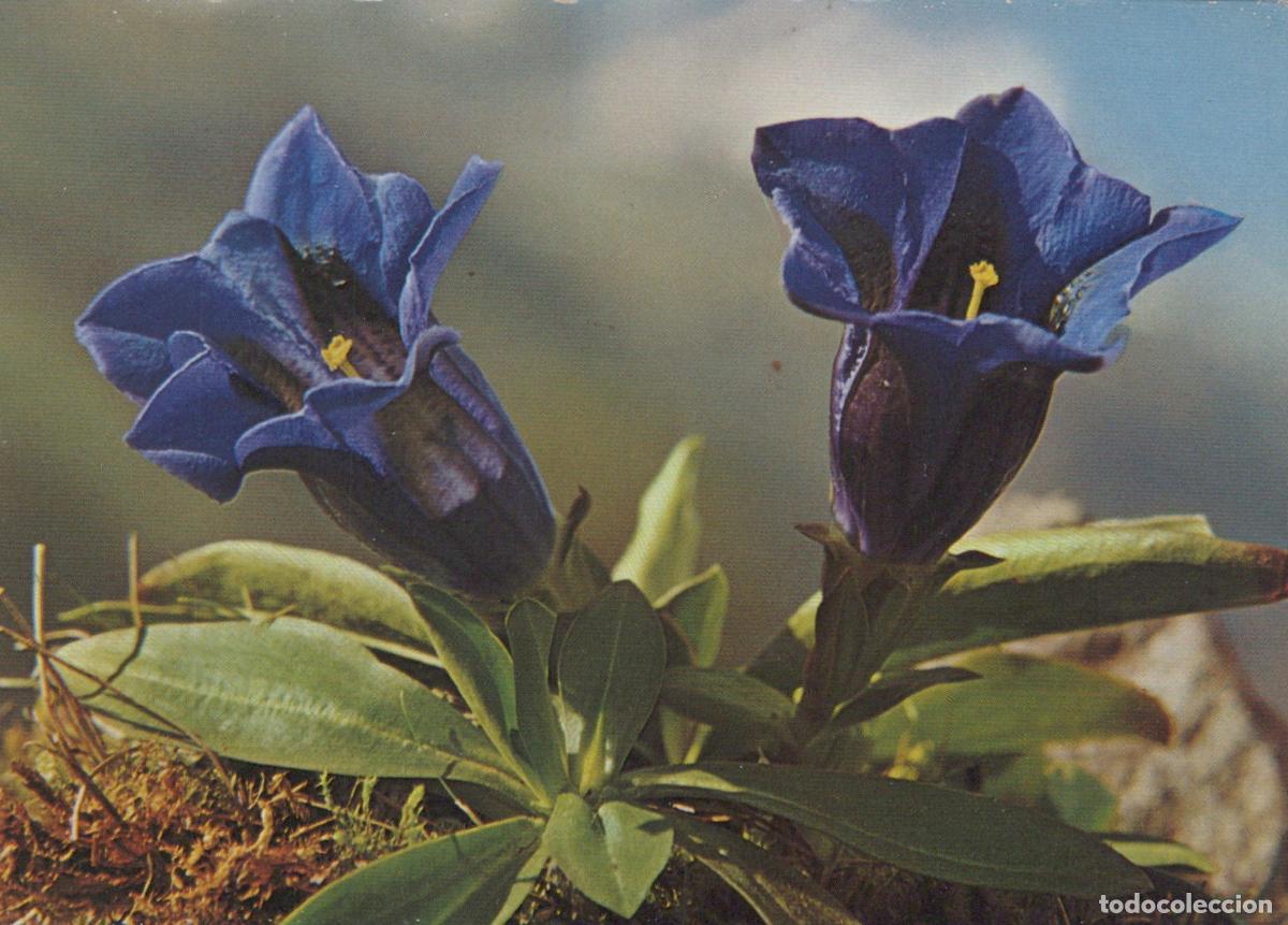Cartoline: Switzerland Samedan Gentiana Kochiana Blue Flowers Alpine Plant *YAS965