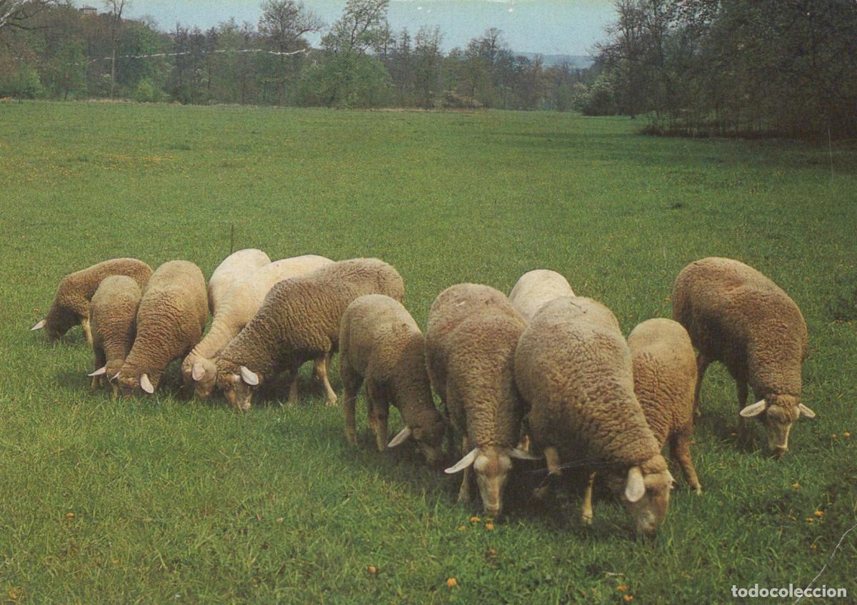 Cartoline: Germany Rural Landscape Sheep Grazing in Green Pasture Field Unposted *YAS970