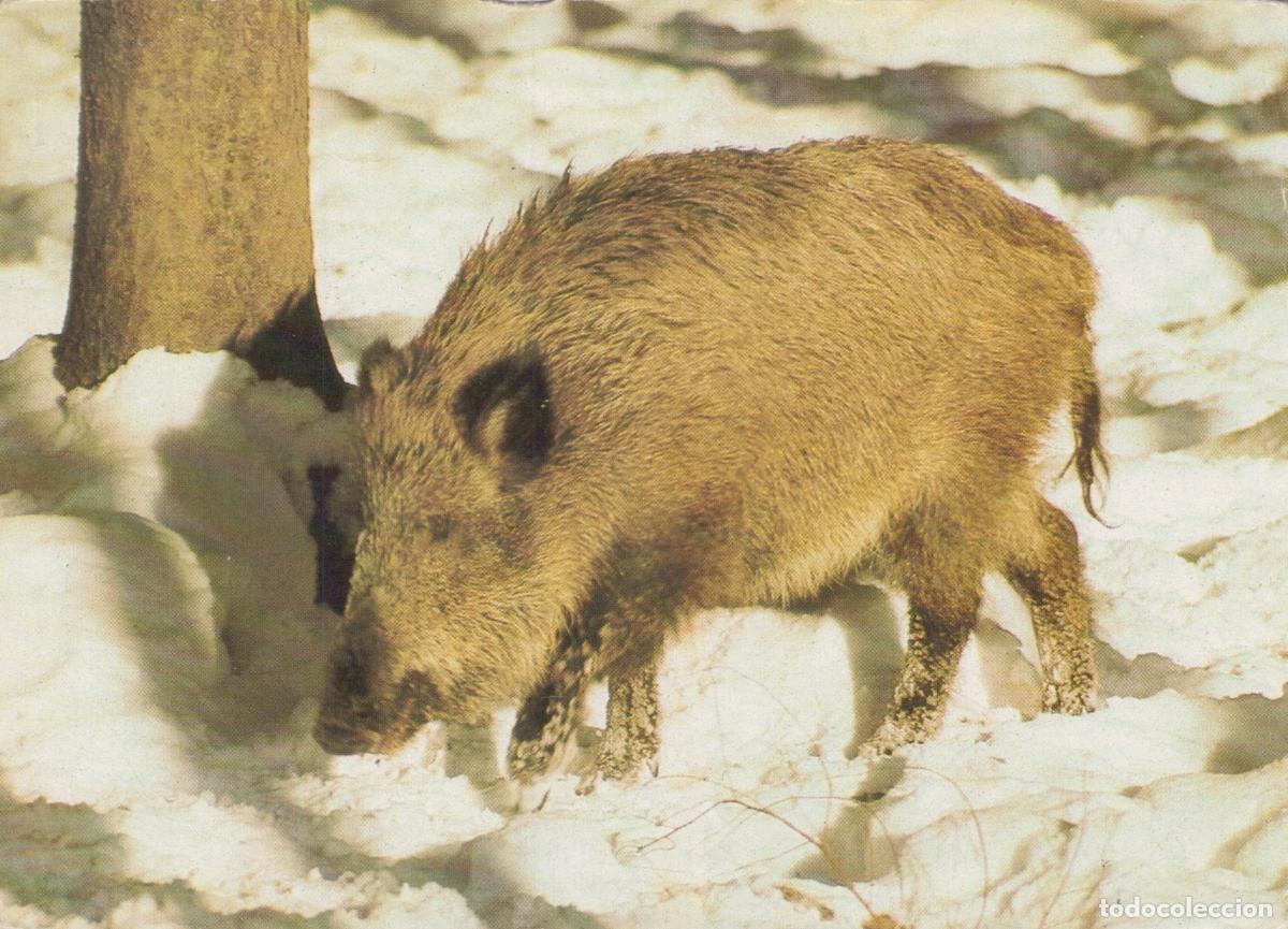 Cartoline: Germany Berlin Wild Boar Foraging in Snow Winter Forest Scene Nature *YAS988