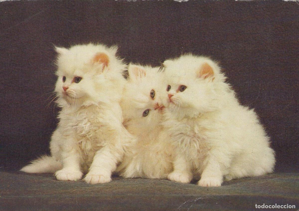 Cartoline: Germany Berlin Three Fluffy White Persian Kittens Posing On Unposted *YAS993