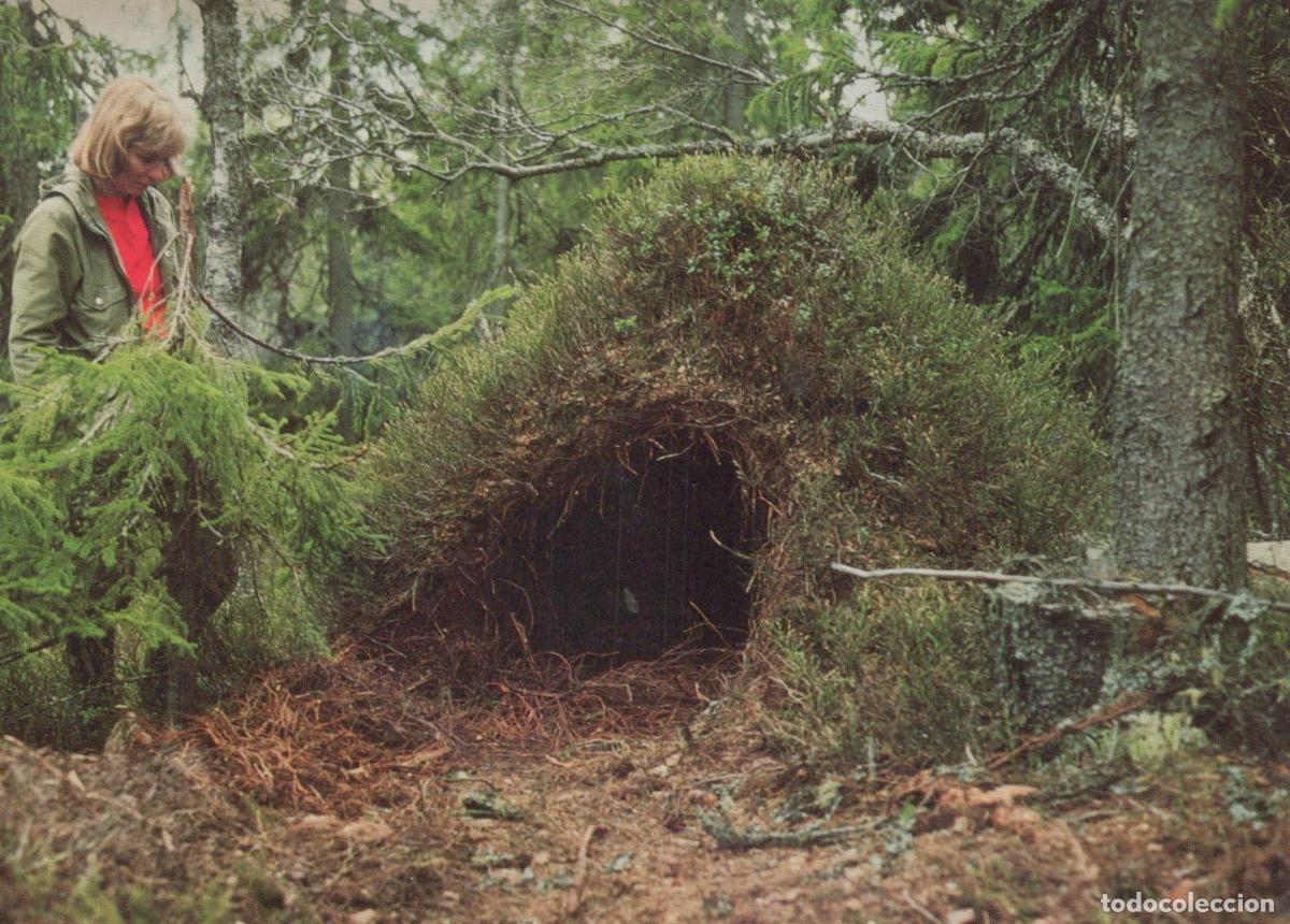 Postales: Sweden Bj&ouml;rnide Woman Looking At A Small Bush Hut in A Forest *YAS891