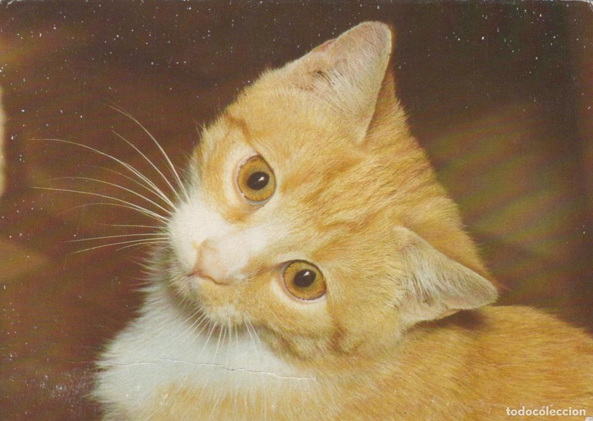 Postales: Germany Berlin Cute Orange and White Cat Tilting Head Adorable Unposted *YAS990